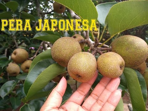 Vídeo: O que é uma pera asiática Kosui: como cultivar peras asiáticas Kosui