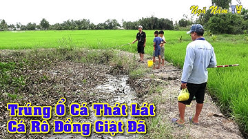 Đi Câu Cá Trúng Ổ Thát Lát, Cá Rô Đồng Giật Phê Tay/Fishing/NGÃ NĂM TV