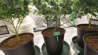 Grow room update: week 7 flower for the 4x8, major defoliation for the 3x3 flower and veg