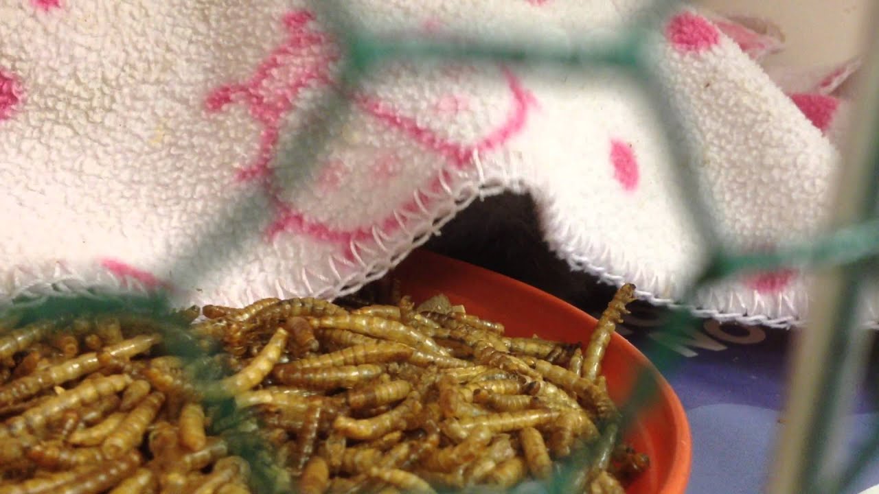 Whats under the blanket YouTube