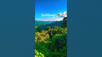 Thumbnail of sunflower 🌻✨ #photography #sunflower