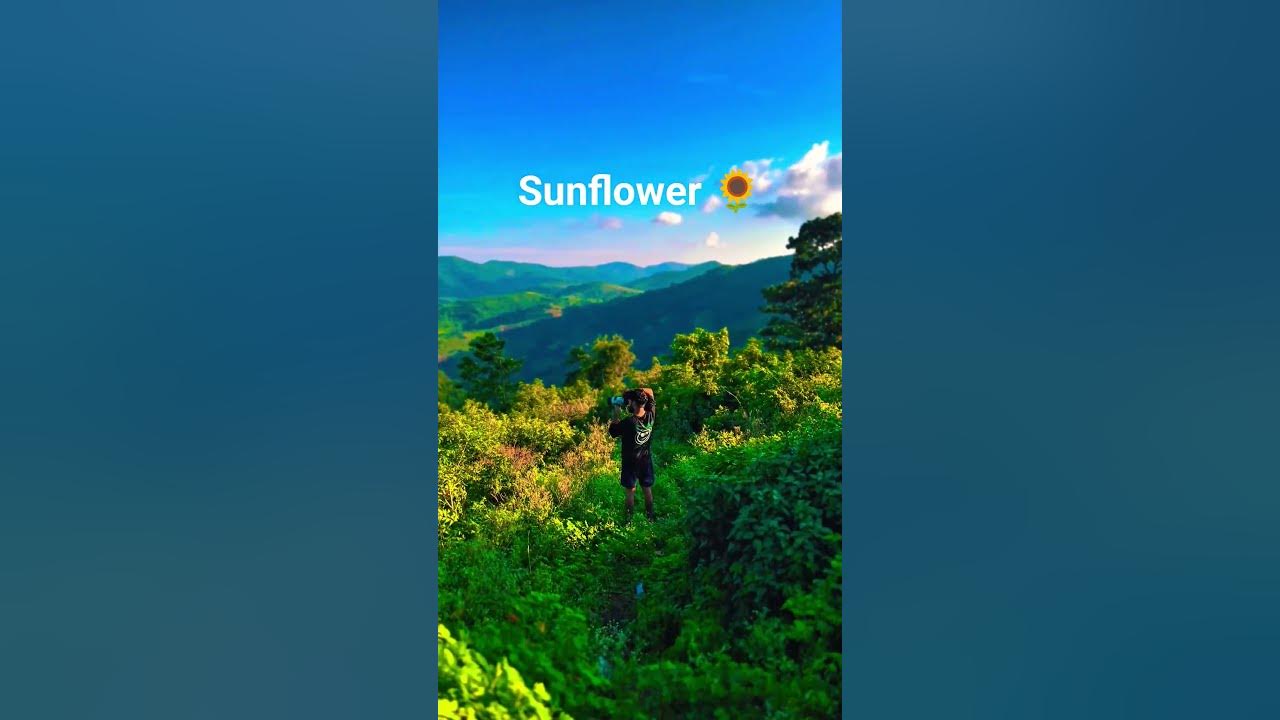 sunflower 🌻✨ #photography #sunflower