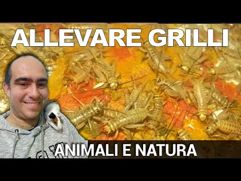 Come allevare i grilli: cibo vivo per rettili, Acheta domestica sono semplici da allevare