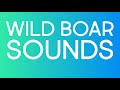 Wild Boar SOUND EFFECTS
