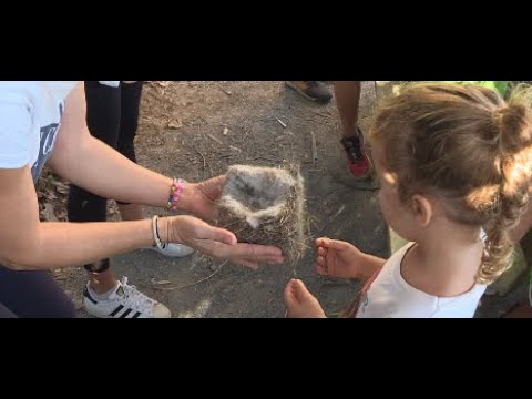 Gran afluencia con motivo de día de las Aves en la Estación ornitológica de Punta Blanca