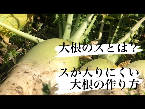 自然農】大根のスとは？スが入りにくい大根の作り方 - YouTube