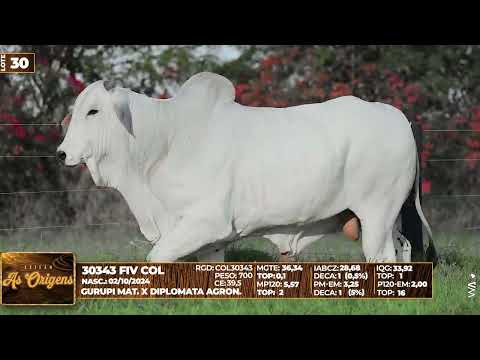 LOTE 30   30343 FIV COL