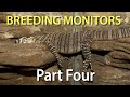 Breeding monitors in captivity Part Four: The start of the reproductive cycle