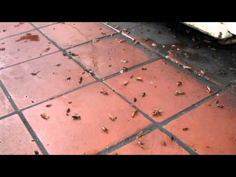 Как избавиться от тараканов