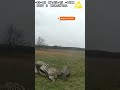 Ohio police fatally shoot zebra after it attacked owner