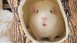 The Genius Guinea Pig Who Finds Fun, Puti - YouTube
