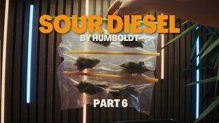 Drying the harvest with DryFerm Bags - Sour Diesel Grow Part 6