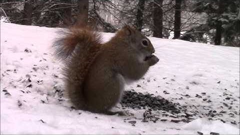 Audio Visual Catnip- March 2016