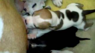 Biancas Engelse Stafford Pups