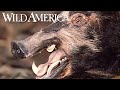 Wild America | S3 E6 Hog Wild | Full Episode HD