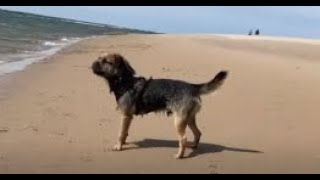 Trip to St. Anne's Beach 🏖️🐕 by Gizmo The Border Terrier 🐾🐕 367 views 9 months ago 3 minutes, 30 seconds