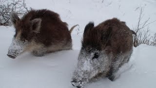 Day with boars in the winter forest