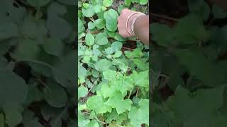 harvesting ronga lau khak(1)