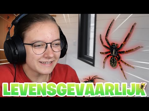 HOE VANG JE EEN GIFTIGE SPIN? 🕷️ (levensgevaarlijk)