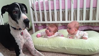 Great Dane and Baby Compilation 2017