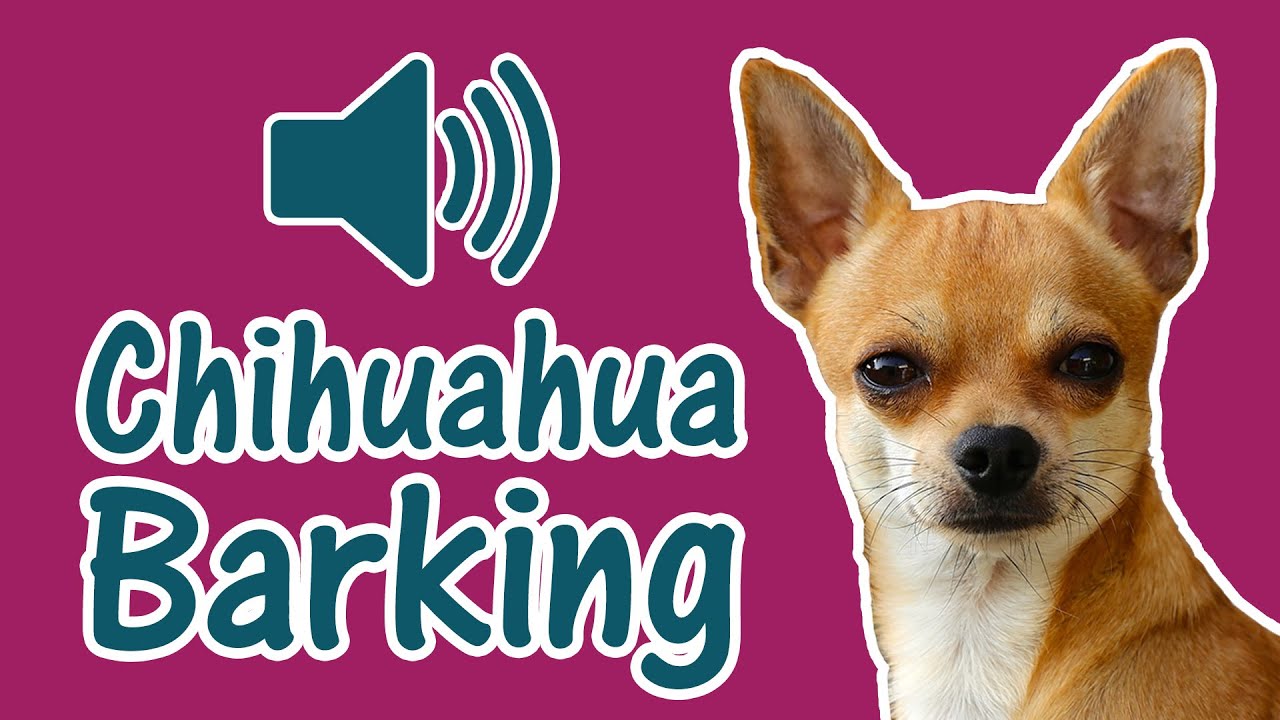 Chihuahua Dog Barking  Sound Effect of 3 Angry Dogs 