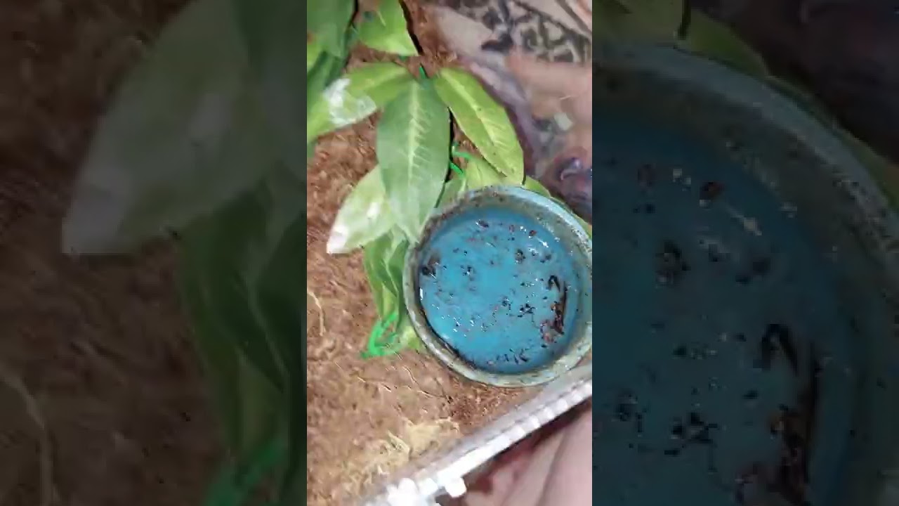 Upgrading Malyce's home (the mean biatch)