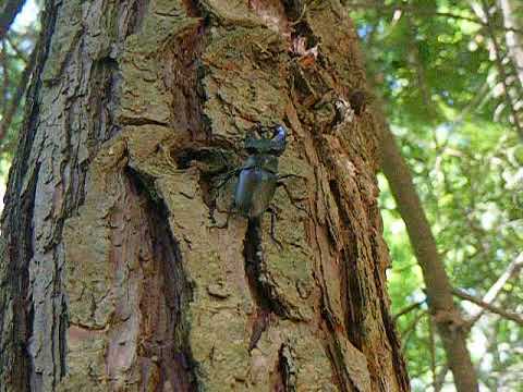 Mata do Fontelo - Lacanus cervus