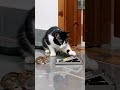 #cats #funnycats #cutecat #shorts