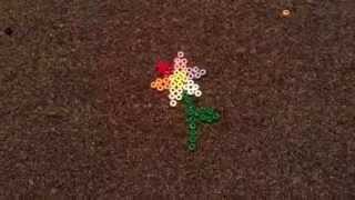 Flower Explosion Animation
