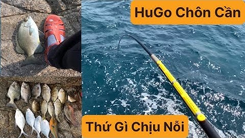 Câu Cá Biển Tự Nhiên, Câu Ghềnh, Cá Tà Ma, Cá Dò, Cá Mó, Cá Chang. TÝ FISHING ( Vietnamese fishing )