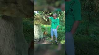 Нашли невероятные белые грибы short #shorts #путешественникtv #Подмосковье #грибы