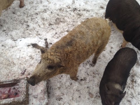 Мангалица и вьетнамские свиньи зимой