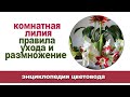 Лилия комнатная. Описание сортов растения, уход и размножение.