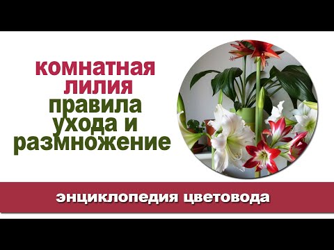 Видео: Комнатные растения лилии мира: выращивание лилии мира