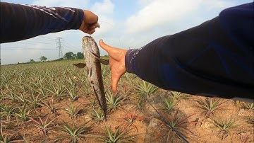 câu cá lóc thiên nhiên #9 tân phước, một ngày nhức nách. Thái Thanh fishing