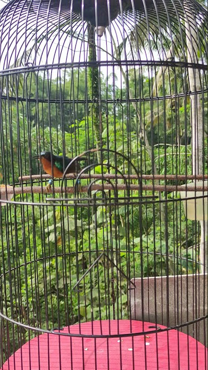 kolibri wulung nembak panjang, masteran pleci
