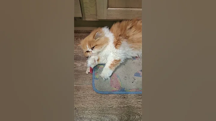 Watch the video about Persian problems | #velociraptwins #cat #cute #pets #persiancat #grooming