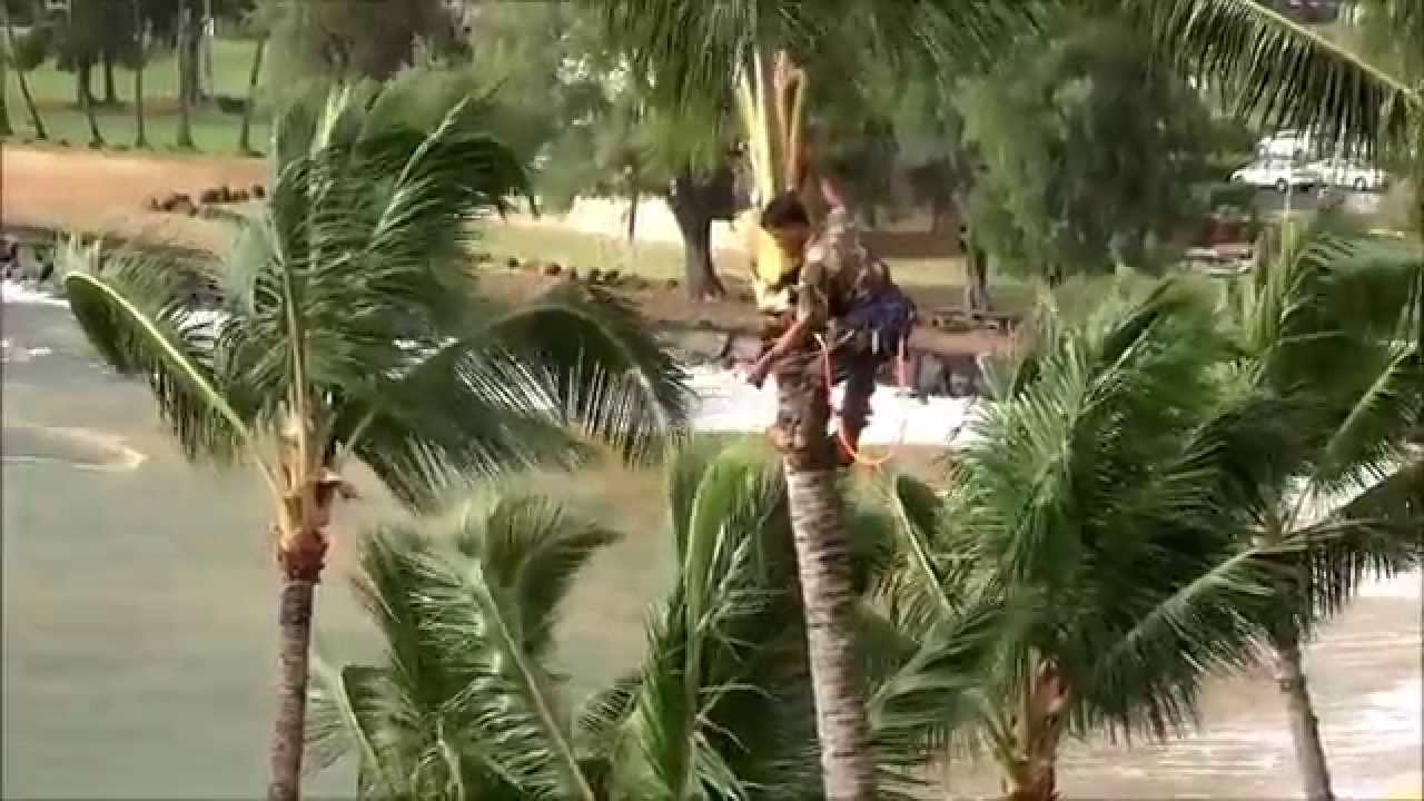 Trimming a Coconut Palm HD YouTube