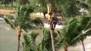 Trimming a Coconut Palm - HD