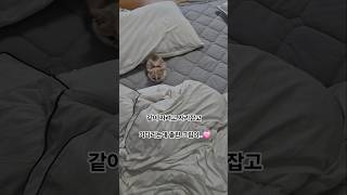 #Shorts #유튜브숏츠 #Shorts영상 #Shorts추천 #바이럴영상 #조회수폭발#먼치킨#귀여운고양이 #집사 #youtubeshorts #웃긴영상#cat#고양이