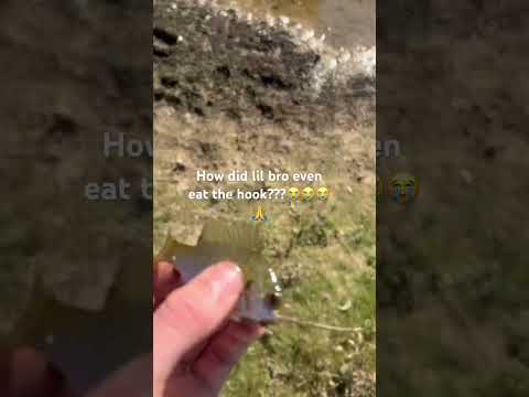 LITTLE BLUEGIGI Fishing Bassfishing Largemouthbass Bass Fish