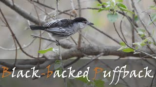 Blacked-back Puffback (Dryoscopus cubla) Bird Call Video - Puffback Calls | Stories Of The Kruger