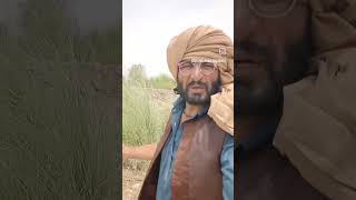 #Pakistani Comedy video#Viral#short