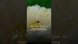 Download Lagu Allah menjelaskan tanda2 kebesarannya kepada orang2 yg mengetahui#harijumat #alquran MP3 Download Lagu Allah menjelaskan tanda2 kebesarannya kepada orang2 yg mengetahui#harijumat #alquran MP3