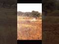 Deer Hunting with a shotgun training course #deer #hunting #animals #deerhunting