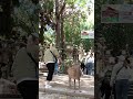 #deer bowing to the oldman#narapark #vairalvideo #shorts #trending
