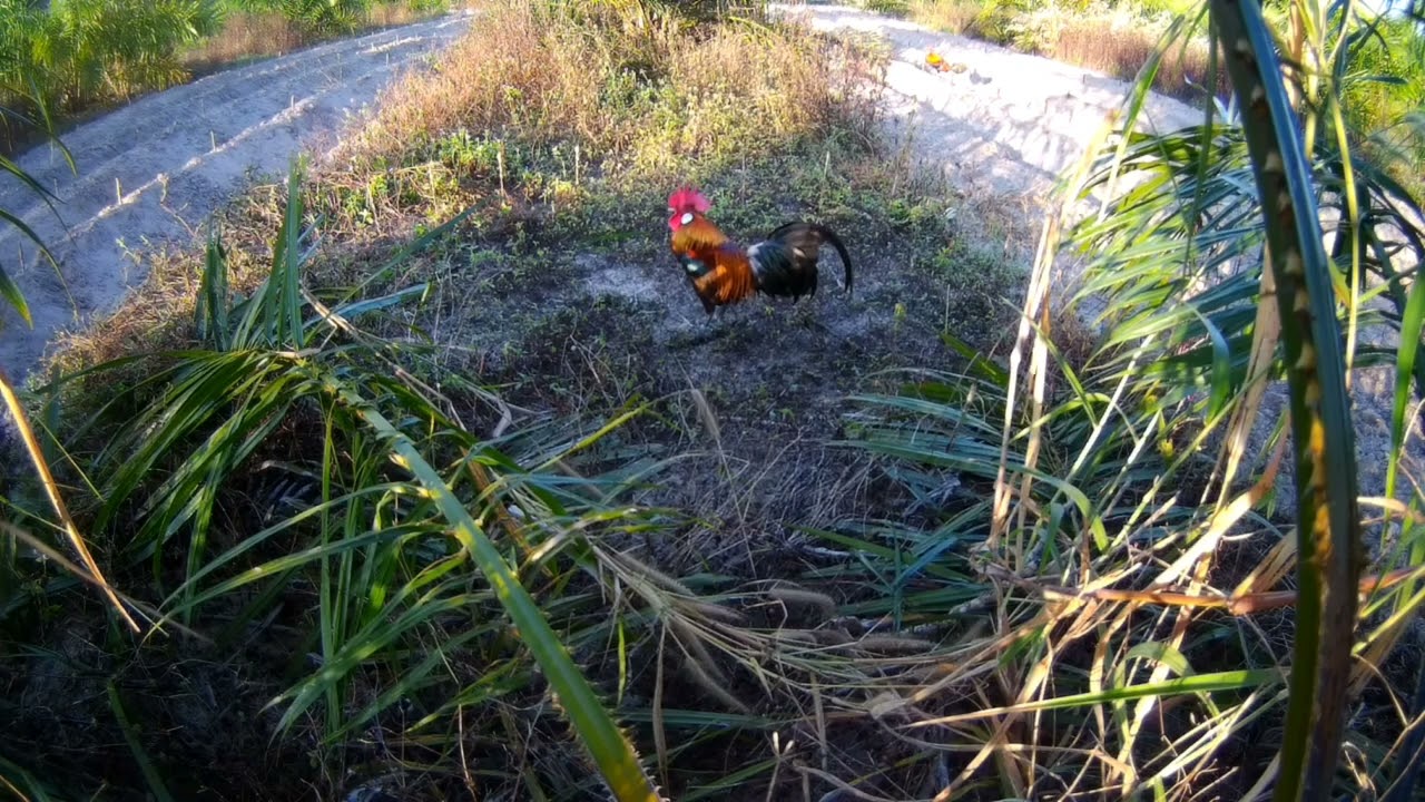 ต่อไก่ป่า เจ้ายางงามเจอไก่หนุ่มใจไม่ถึงทำได้แค่ลุ้น