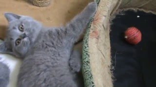 Британская кошечка голубого окраса Fabi Британская кошечка голубого окраса Fabi