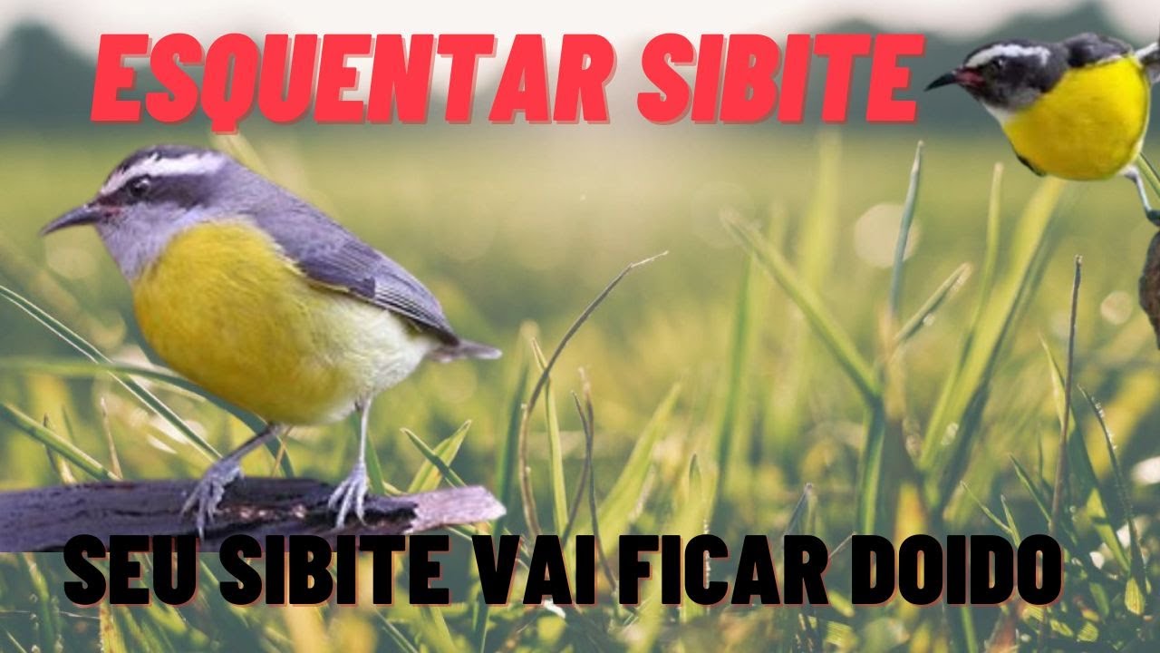 Canto de sibite cantando forte foguear sibite com sibite quente encarte de sibite sibite louco