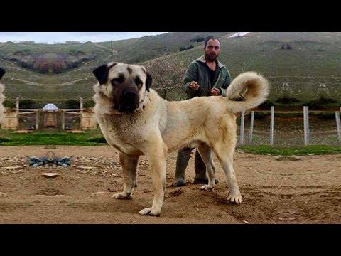 Video: Cinque razze di cani giganti che amerai